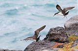 Galapagos Shearwaterborder=